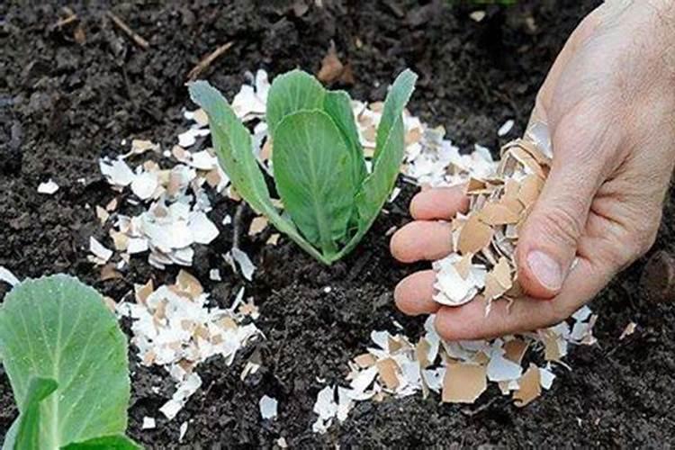 辣椒只开花不结果是怎么回事？