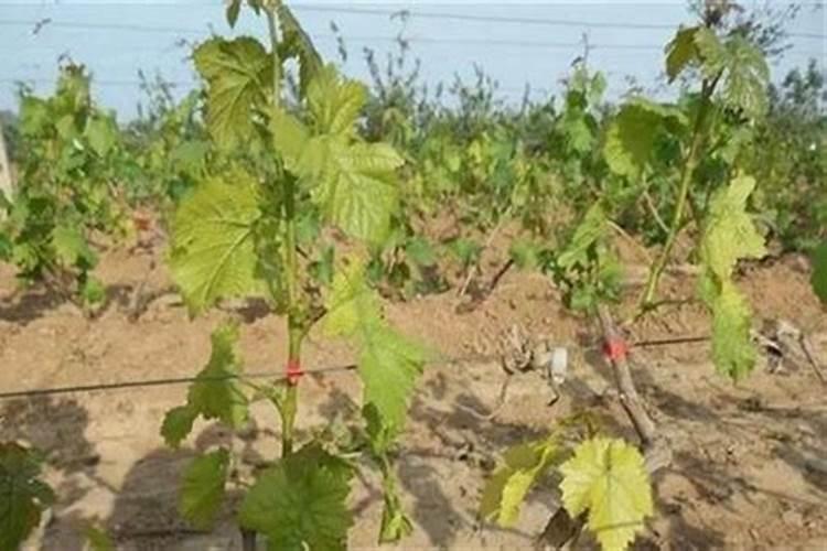 葡萄萌芽期冲施什么肥好,谢谢。