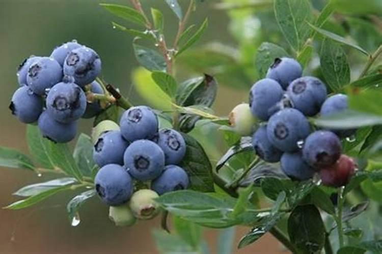 蓝莓开花期怎样浇水施肥