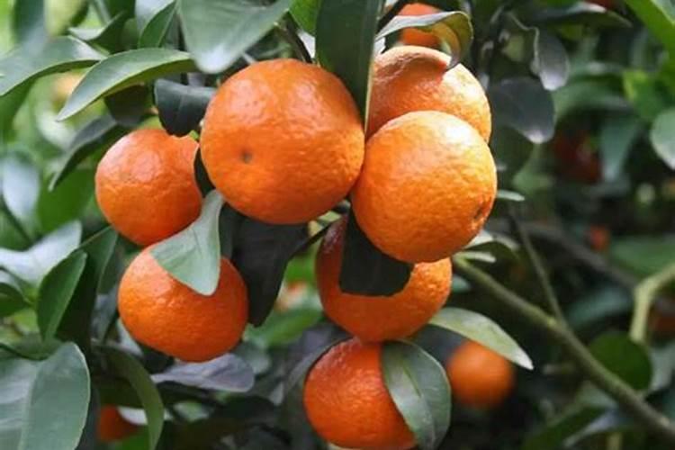 柑橘的功能