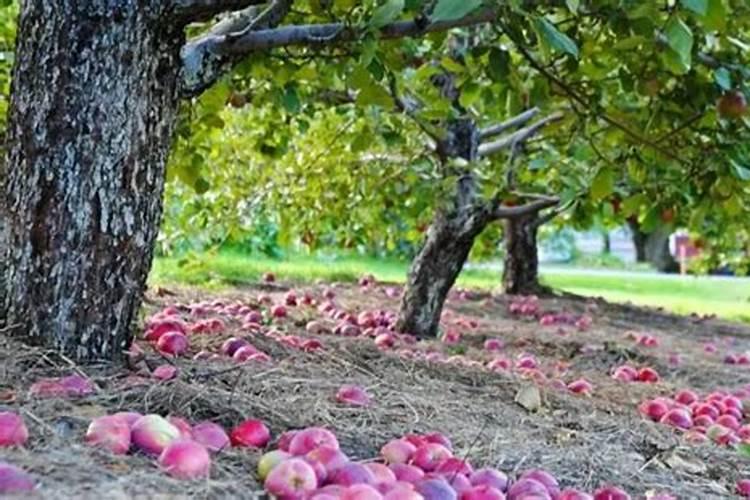 亚酸磷钾南瓜一亩地用多少板栗南瓜飞机打药？