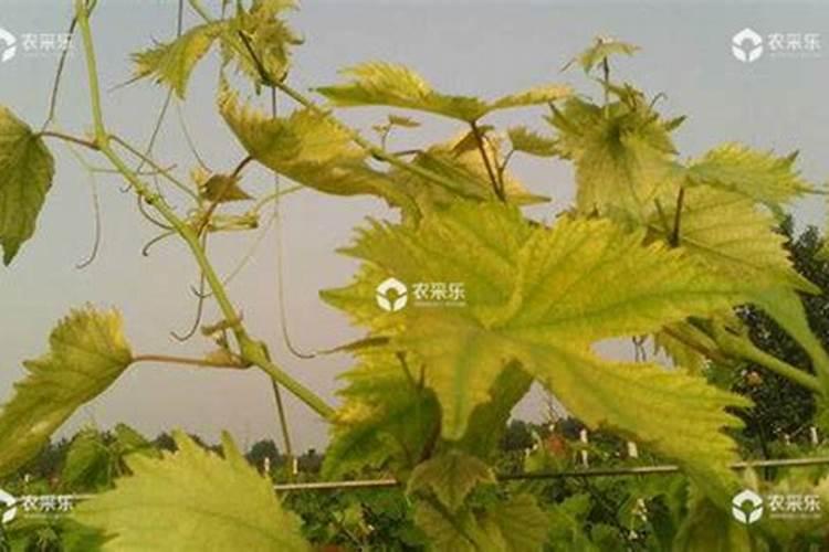 葡萄叶子发黄怎么办