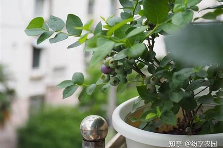 蓝莓都在什么时间段使用硼肥？