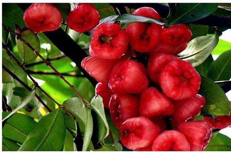 柠檬坐果了需要施什么肥