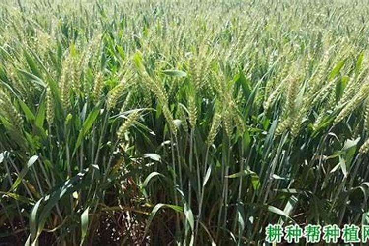 旱地小麦施肥时氮磷钾肥应如何配合施用？