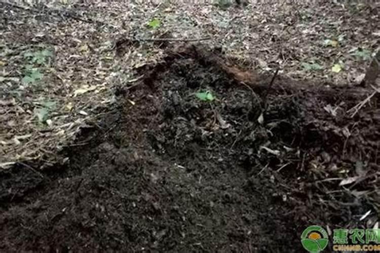 腐殖酸钠在水产养殖中的应用你知道多少？