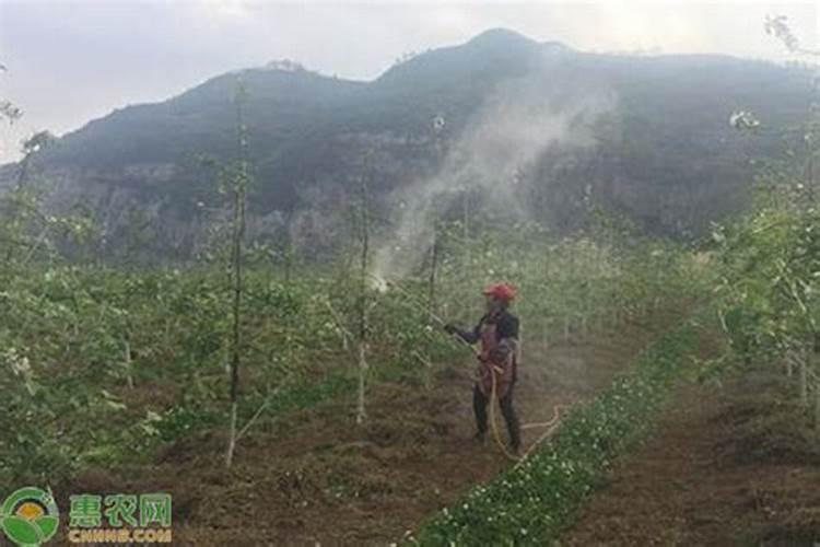 果树打药几小时能吸收