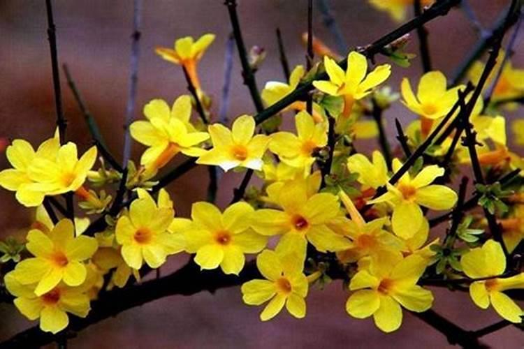 柿子树花前打什么药