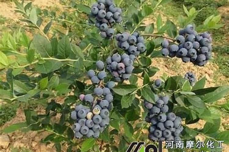 蓝莓施肥时间及方法,用什么肥料好