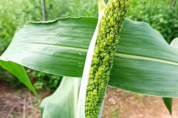 育苗土能不能加肥料