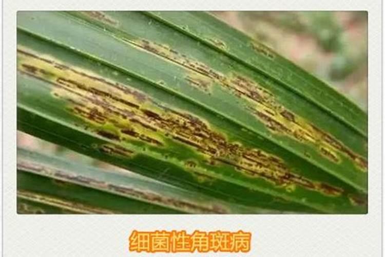 槟榔树生病了,不知道得的什么病。