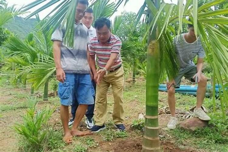 槟榔黄热病会在种子中传播给幼苗吗？