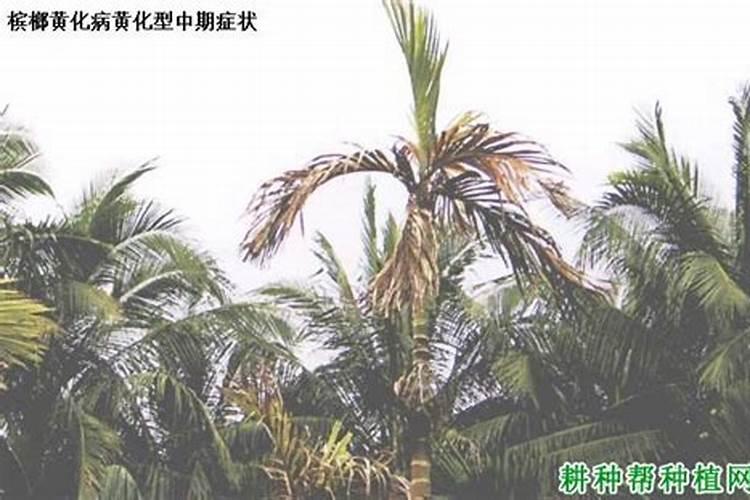 槟榔怎么催花,保果？