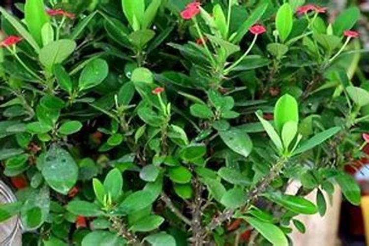 我养殖的兰花三年了为什么还不开花