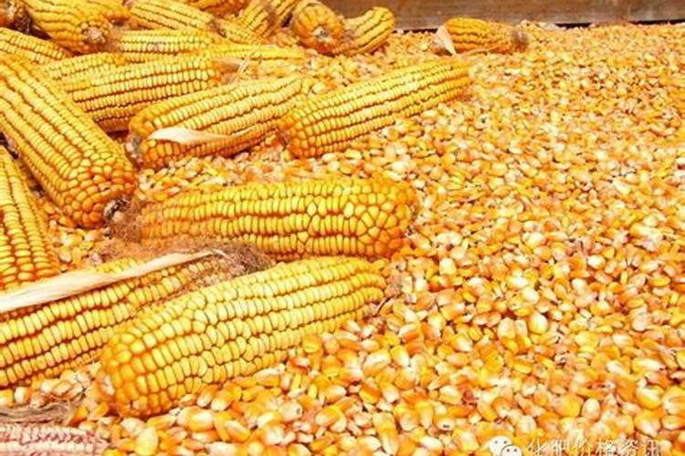 金正大控释玉米专用肥261212多少钱一吨