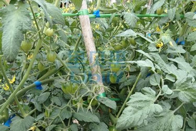 李子树哪时候适合施肥呢 李子树什么时候施肥