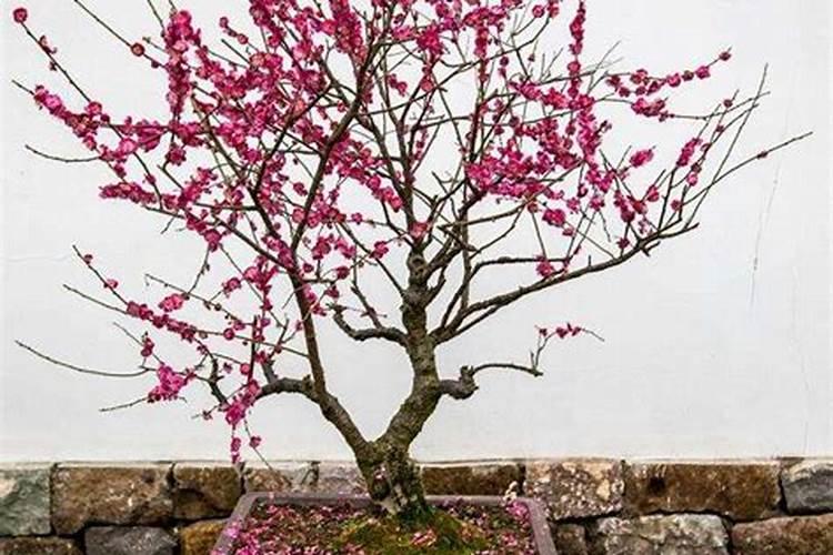 地栽梅花盆景树桩五年了,怎样施肥才能长的粗,一年施肥几次,什么季节...