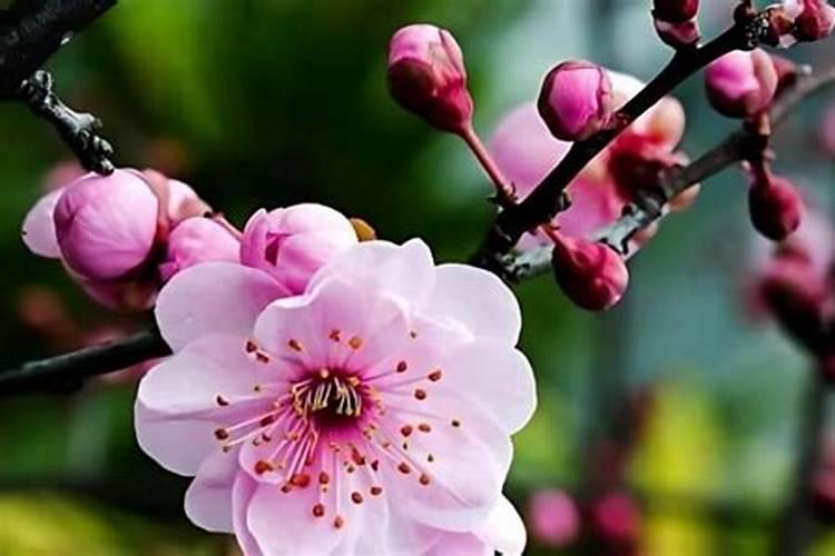 梅花如何让主干变粗