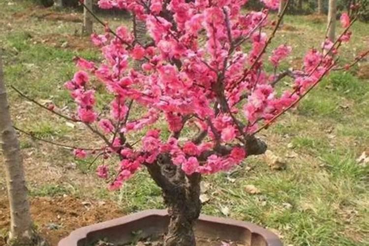 梅花如何让主干变粗