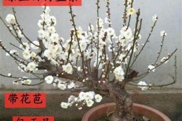 定植梅园地栽如何测土配方施肥？