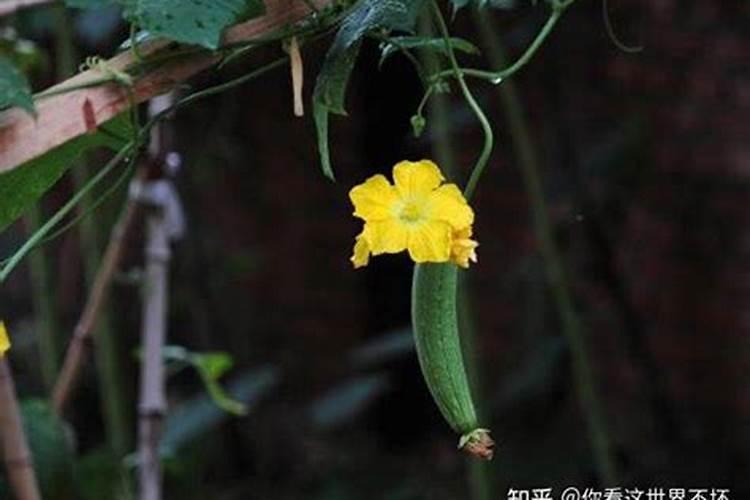 黄瓜想高产,复合肥料要选好!