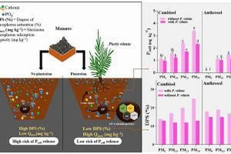 用于草腐菌栽培的粪肥有哪些？