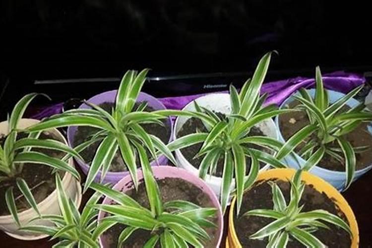 什么花可以给它浇点钙片吗？