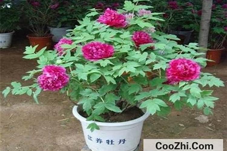 牡丹施肥用什么肥料