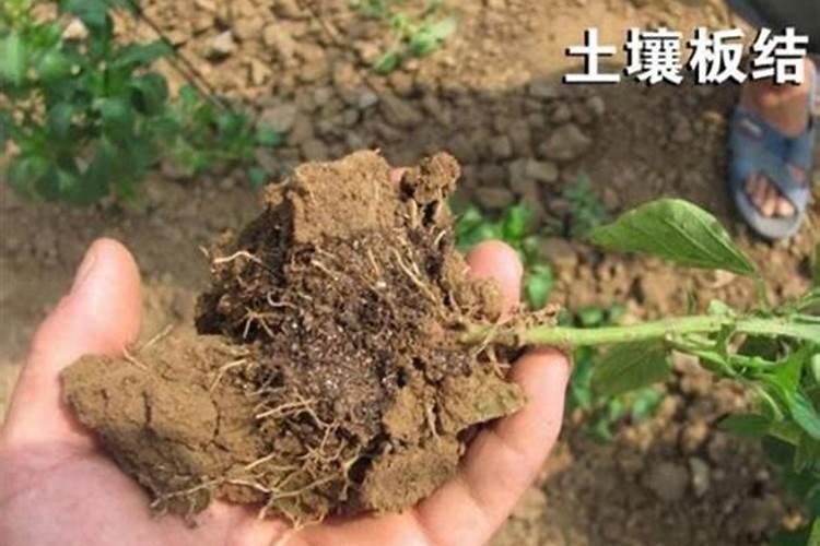 盆栽柠檬适合浇什么水