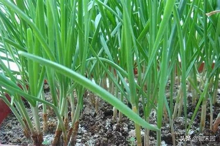 吊兰用什么肥料好