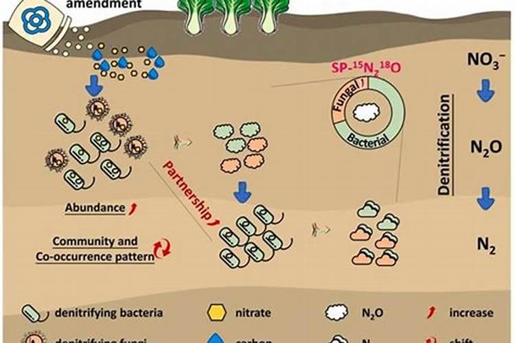氮肥损失途径有哪些？