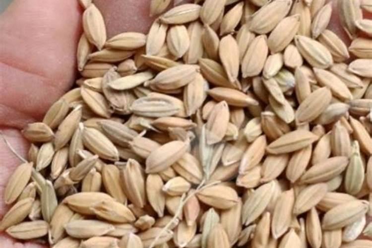 种水稻,什么牌子的复合肥好