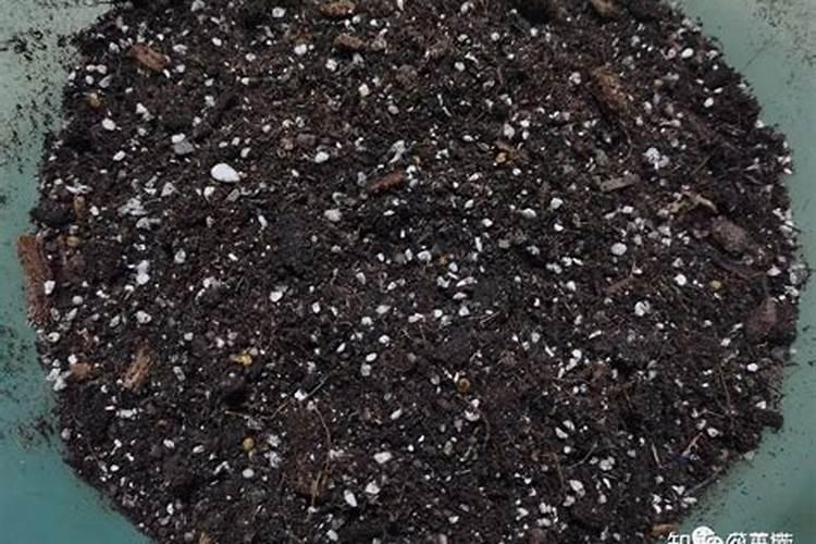 兰花什么时候施氮磷钾？