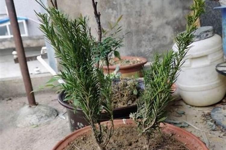 红豆杉老是不长 怎么回事的