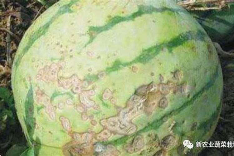 西瓜控旺最好的药