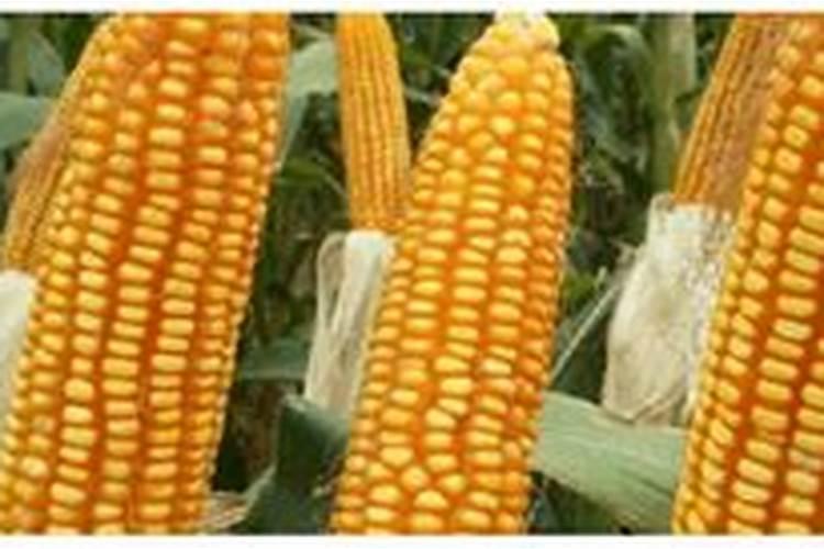 含氨基酸水溶肥和含腐植酸水溶肥混合使用效果好吗？