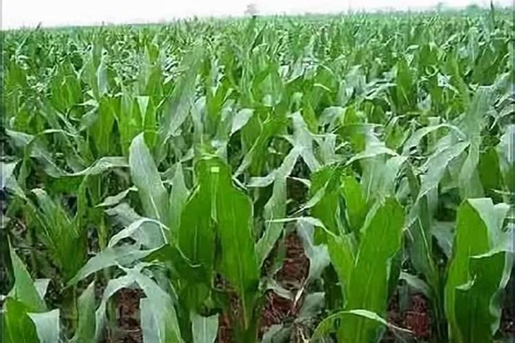 玉米打芸苔素最佳时间