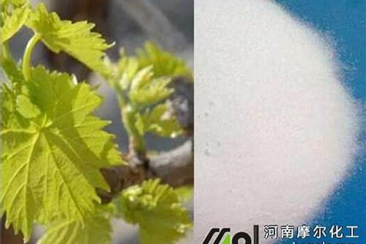 自家种的葡萄树施什么肥好