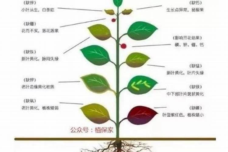 硝态氮肥有哪些