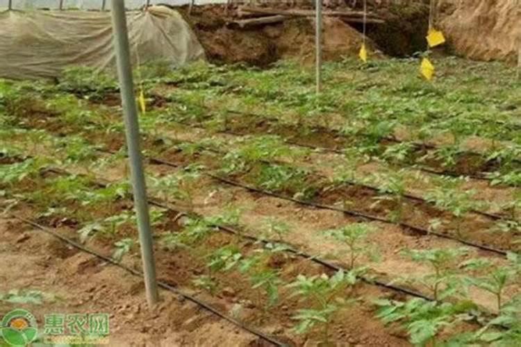 优质大量元素水溶肥怎么选？使用妙招有哪些？