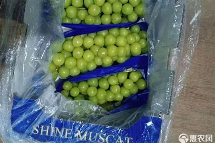 阳光玫瑰的施肥方案