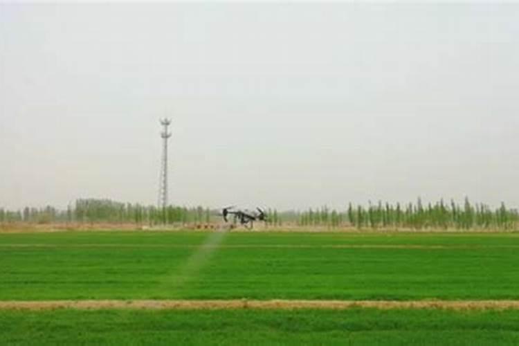 氨基酸水溶肥的功效