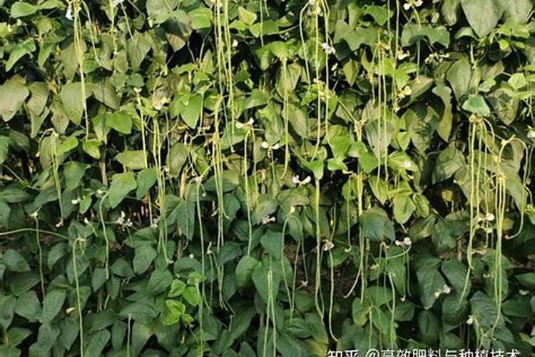 苹果树开花前施什么肥最好