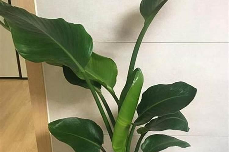 正在开花的蝴蝶兰需要施肥吗 蝴蝶兰怎么施肥