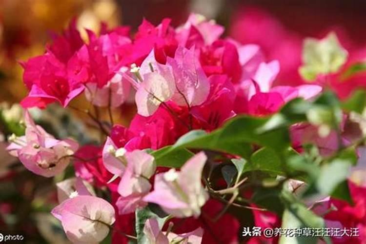 大葱培土前施什么肥最好