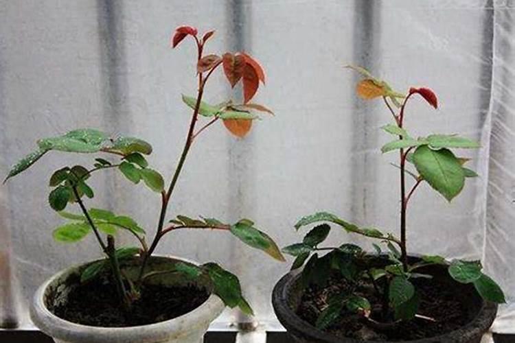 大葱用什么肥料长的快？腐植酸水溶肥助增收