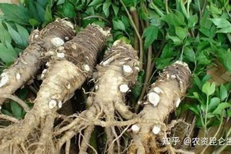 当归用什么除草剂