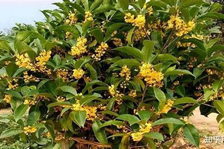 桂花施什么肥料？