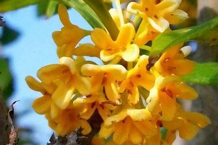 桂花树最忌三种肥料