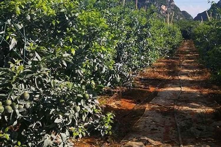 7.要使种植的沃柑产量高且品质好,一般要多施A.氮肥和磷肥B.磷？